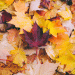 Are There Leaves In Your Yard?
